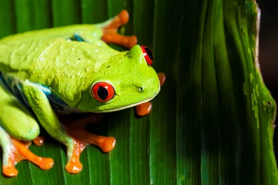 Red eye tree frog Computer Wallpapers, Desktop Backgrounds ...