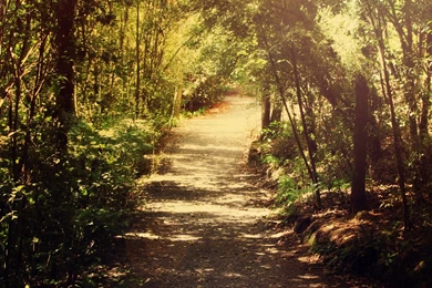 Enchanted Forest 6 By CathleenTarawhiti On DeviantArt