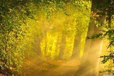 Enchanted Forest HD Desktop Wallpapers : Widescreen : High ...