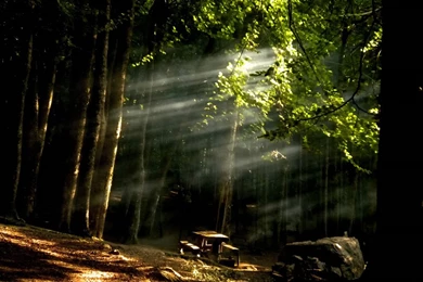 When The Woods Are Scary: Enchanted Forests Like Brothers Grimm ...