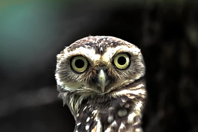Birds Yellow Eyes Owls Big Eyes Flickr Owlet Wallpapers