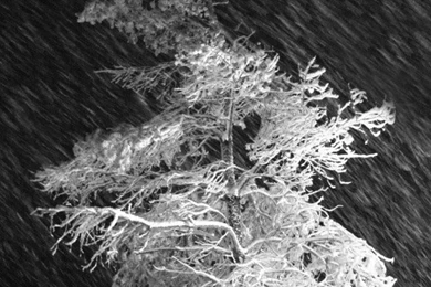 SnowStormTree   Nature   E Reader Backgrounds   Kindle ...