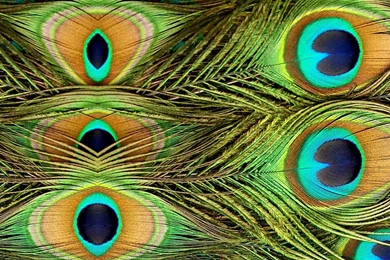 Barnes And Noble Nook Color Skins Vinyl Nature Designs