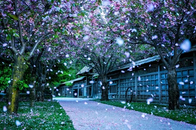 Beautiful Desktop Backgrounds HD Wallpapers Desktop Wallpapers ...