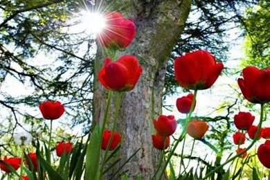 Beautiful Picture Desktop Backgrounds Widescreen Red Tulip Flower ...