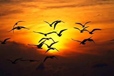 1920x1200px Flying Birds Hdwallpapers In