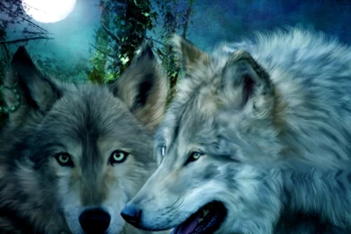 Wolf Wallpapers   Yorkshire_rose Wallpapers (30359260)   Fanpop