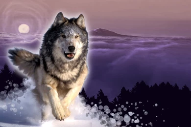 Wolves ♥ ~   Wolves Wallpapers (10291309)   Fanpop