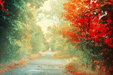 Trees Autumn Iphone 5 Wallpapers