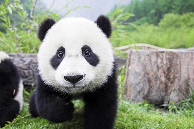 Jestingstock.com Baby Giant Pandas Wallpapers