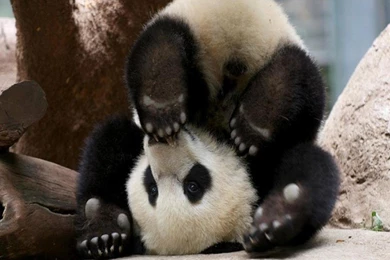 Baby Panda Wallpapers   Wallpapers Cave