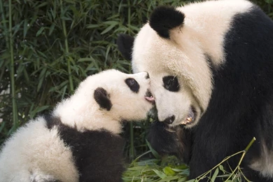 Baby Panda Wallpapers 355   WallPey