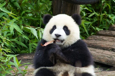 New Born Baby Pandas   Wallpaper.