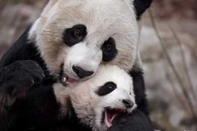 Baby Pandas Pictures   Widescreen HD Wallpapers
