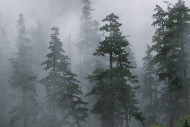 Download Wallpapers 3840x2400 Wood, Trees, Coniferous, Fog, Haze ...