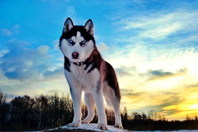 Siberian Husky Dog : Temperament, Training, Pictures And Video ...