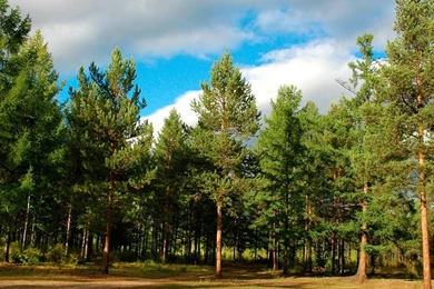 Download Wallpapers 1920x1080 Wood, Trees, Coniferous, Siberia Full ...