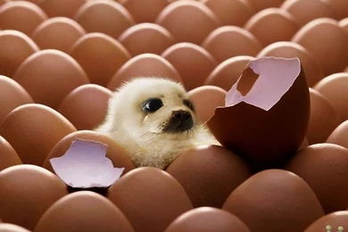 11 Amazing Funny HD Wallpapers   Birthday Wishes, 3D Wallpapers And ...