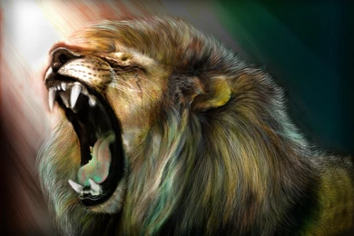 Cute Cat Sleeping Wallpaper Images   Kemecer.com