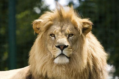 Lion Hd Wallpapers 219