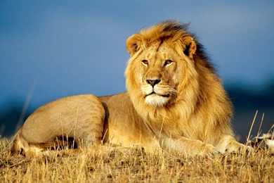 Great Wallpapers Of Lion Animals