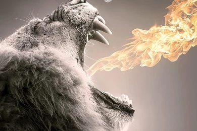 Lion Free Ipad Wallpapers