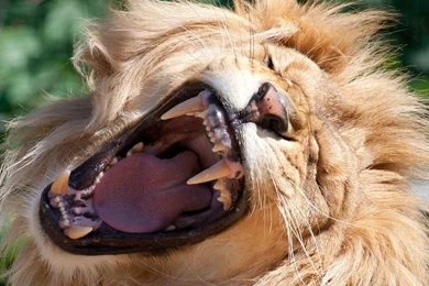 Roaring Lion   (