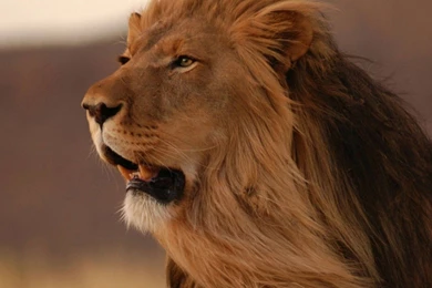 Gentle Roar, Side View