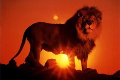 Lion Sun Set With Lion – Latest HD Wallpapers