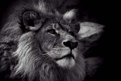 Cute Cat Wallpapers Kitten Wallpapers HD   Kemecer.com