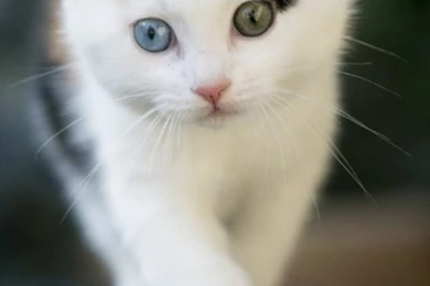 Cute Cat Mobile Wallpapers   Mobiles Wall