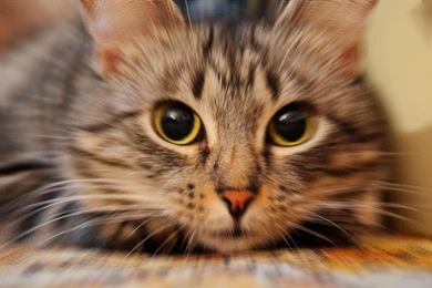 CUTE KITTY WALLPAPER (