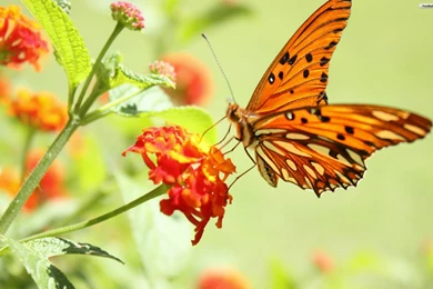 YouWall   Orange Butterfly Wallpapers   Wallpaper,wallpapers,free ...