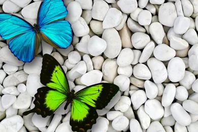 Desktop Butterfly Wallpapers HD   CuteWallpaper.org