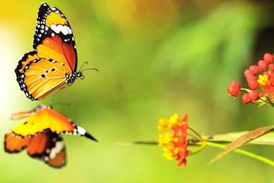 Butterfly Computer Wallpapers, Desktop Backgrounds