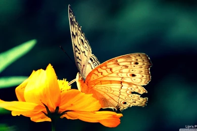 Butterfly Hd – 1903812Beautiful Butterfly Wallpapers For Desktop ...