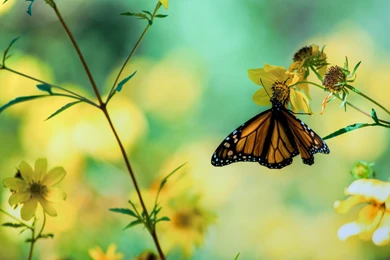 Butterfly Wallpapers For PC 6938   HD Wallpapers Site
