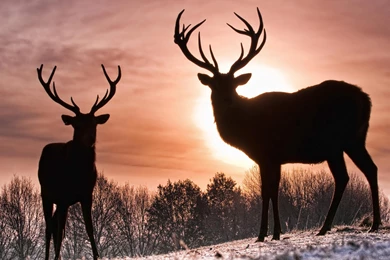 Beautiful Waterfalls Wallpapers Desktop   Wallpaper.