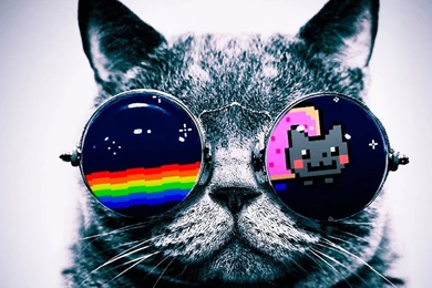 OEM Nyan Cat Glasses Kitten Kitty Funny Art Logo Home Office Wall ...