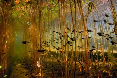 Bing Wallpapers [Daily]: © Bing Wallpapers Daily 2013.05.18