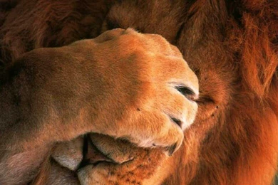 Leo Closed His Eyes With A Paw Wallpapers And Images Wallpapers ...