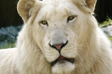 Albino Leo Wallpapers And Images   Wallpapers, Pictures, Photos