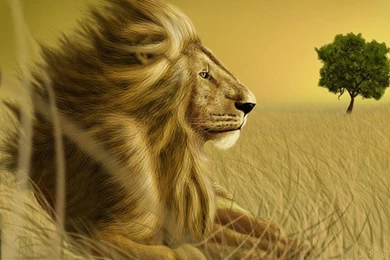 Cats: King Leo Lion Animals Cool Wallpapers For HD 16:9 High ...
