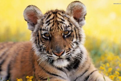 Tiger Cub Wallpapers   Wallpapers HD Fine