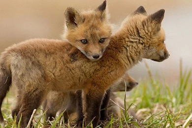 Fox Cubs Wallpapers   Animal Wallpapers