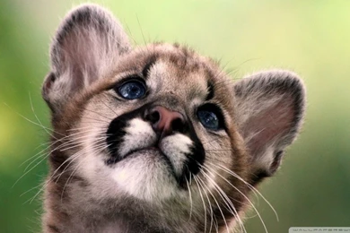 Cute Cougar Cub HD Desktop Wallpapers : High Definition ...