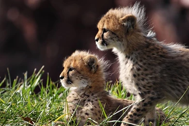 Cub Waking Up Lion Wallpapers 1920x1080   ImgMob