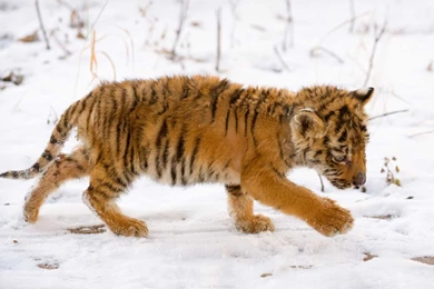 Snow Tiger Cub Wallpapers