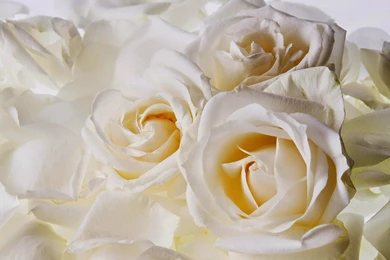 Anna Jarvis Who Invented Mother's Day