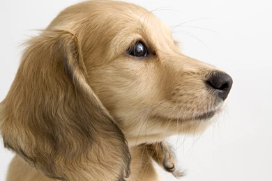 So Cute And So Sweet   Pet Photography Wallpapers 1440x900 NO.7 ...